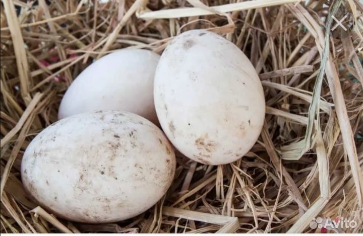 Инкубационное яйцо утки индийского бегунка