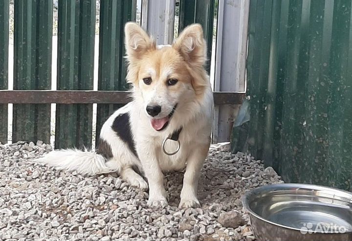 Небольшая собачка