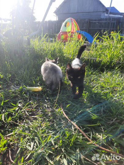 Котята