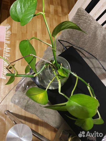 Отростки растений