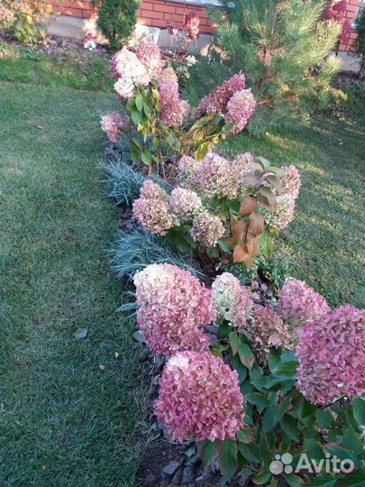 Гортензии метельчатые