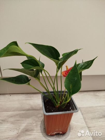 Антуриум андреанум success red
