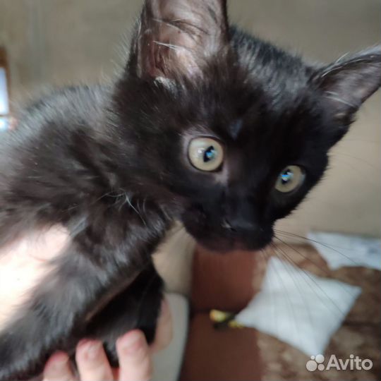 Котята