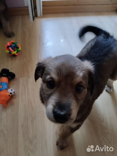 Щенки.щенок.собака в дом квартиру на охрану