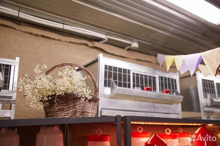 Клетки, брудеры