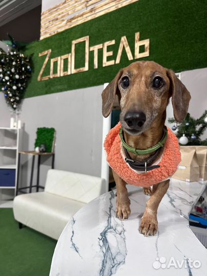 Зоогостиница. Передержка домашних животных