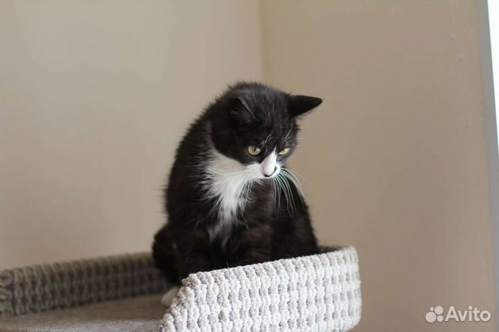 Кот