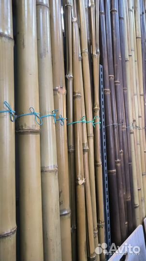 Бамбук - растение для интерьера