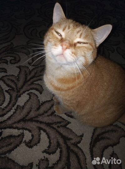 Кошка в дар