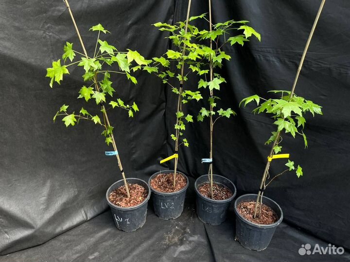 Ликвидамбар