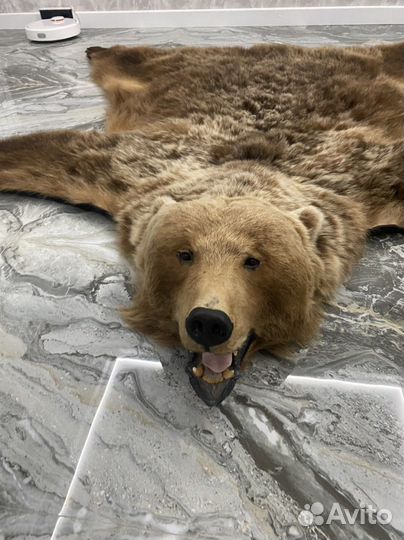 Шкура, чучело медведя. Имитация