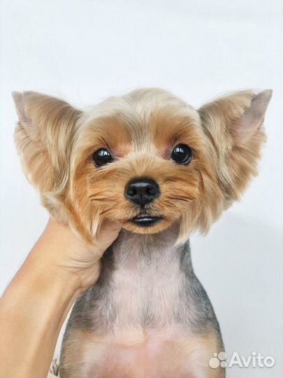 Груминг (стрижка) собак мелких пород