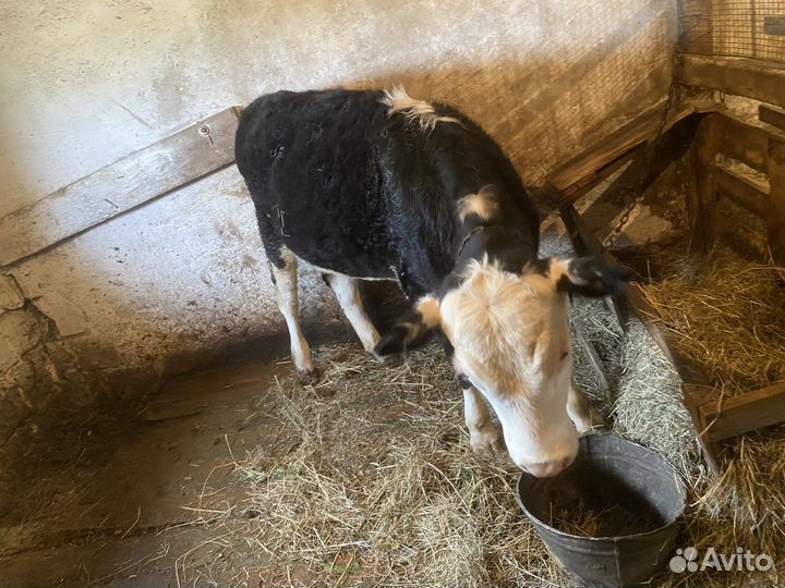 Телки 9 месяцев