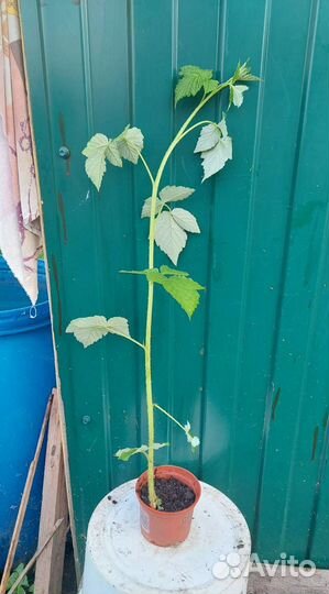 Желтая малина