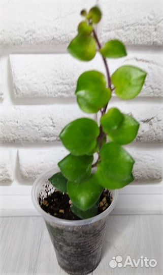 Эсхинантусы сортовые