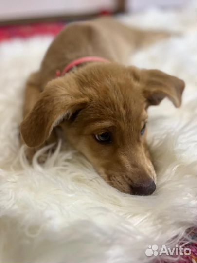 Собака мальчик щенок Арчи