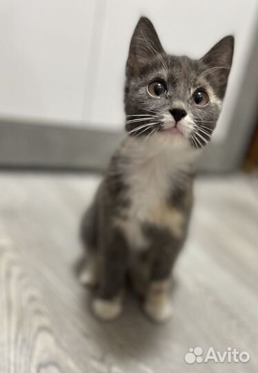 Котенок