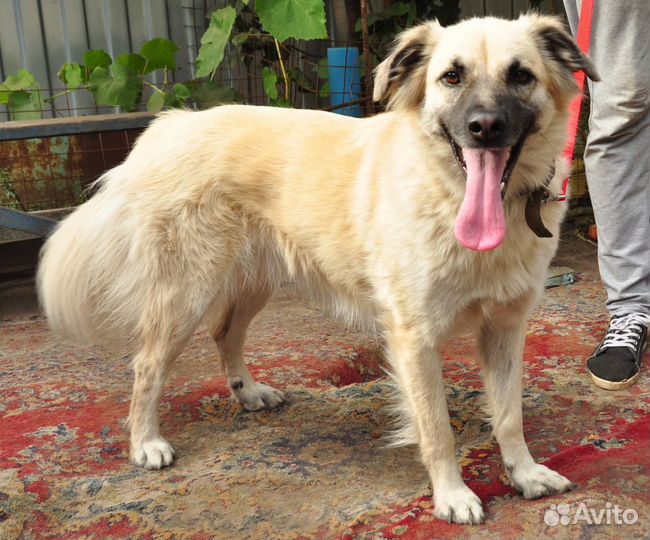 Мартуша ищет дом и хозяина