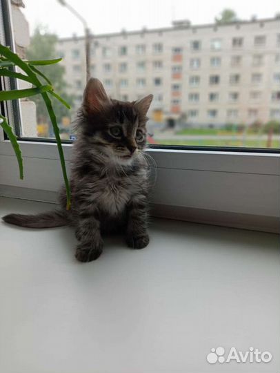 Котенок мальчик бесплатно