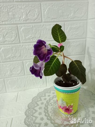 Глоксиния цветущая