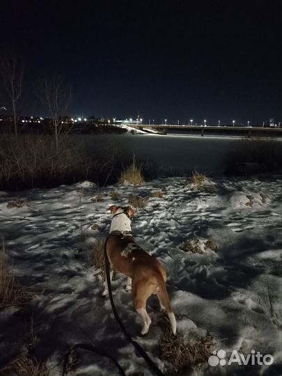 Вязка собаки амстаф