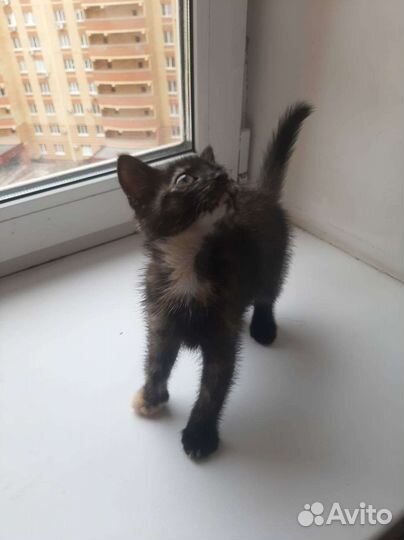 Кошки в добрые руки бесплатно