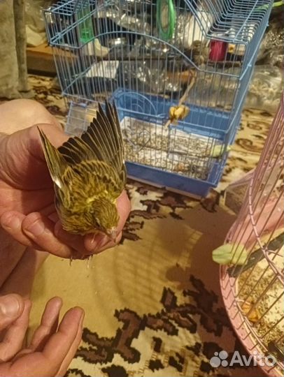 Канарейка девочка