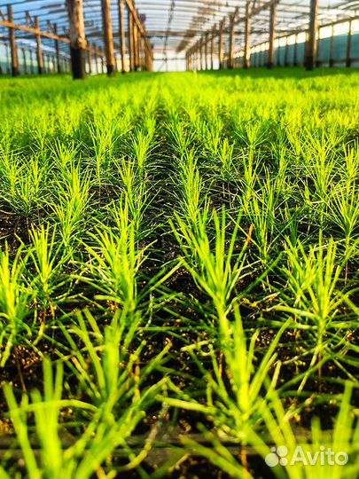 Сеянцы сосны и ели зкс