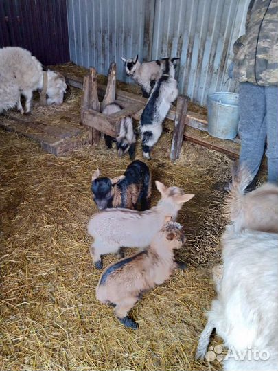 Чешский козел 2 года, чистокровный,козы котные