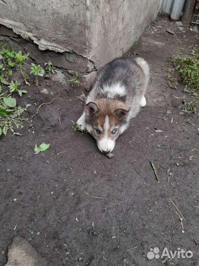 Щенки хаски