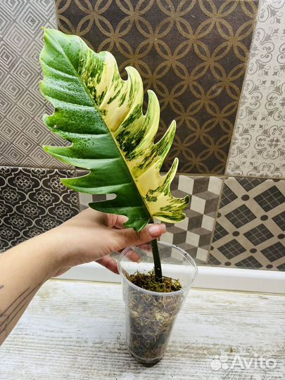 Филодендрон карамель марбл вариегатная