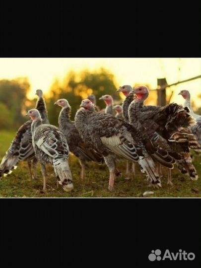 Индюки индюшата