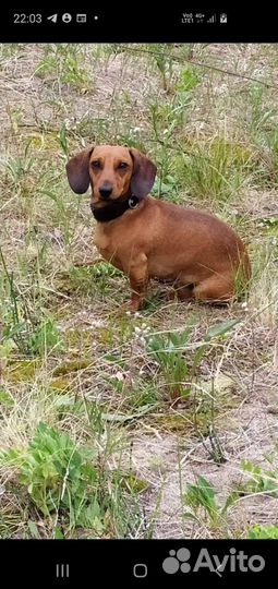 Карликовая такса кобель для вязки готов