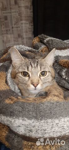 Кошка в дар