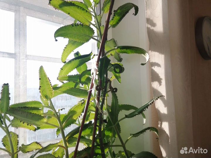 Чихалка-каланхоэ