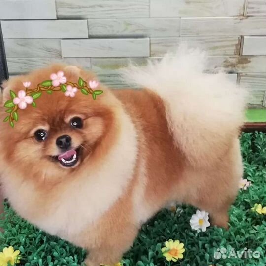 Стрижка кошек и собак. Вычесывание,купание,окрашев