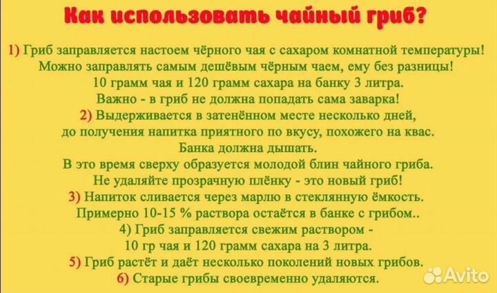 Чайный гриб