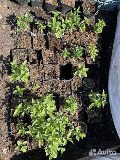 Гортензия саженцы