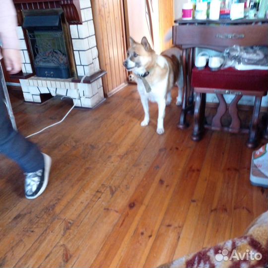 Собака в дар бесплатно