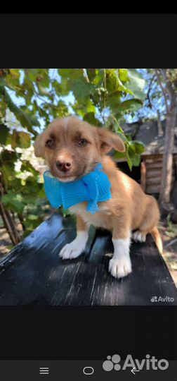 Собака в дар