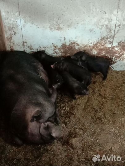 Поросенок вьетнамский