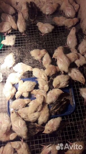 Цыплята перепела