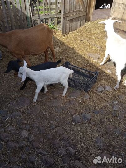Продаются козлята процентовка нубийцы 11 шт