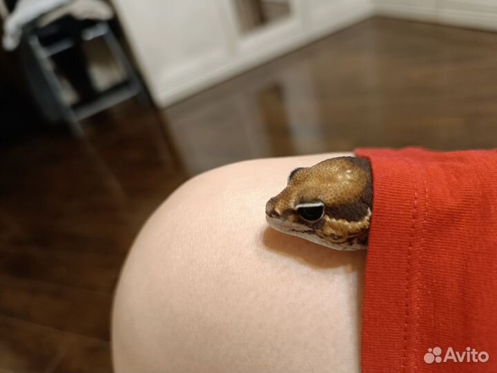 Гемитеконикс эублефар