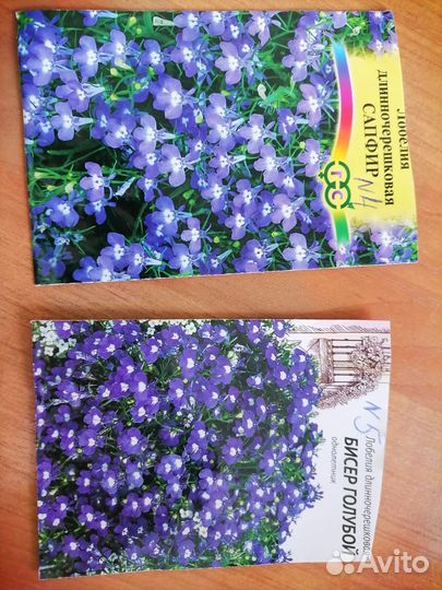 Лобелия ампельная