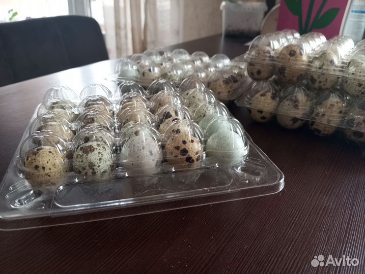 Яйца перепелиные домашние