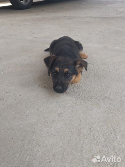Щенок дворняга