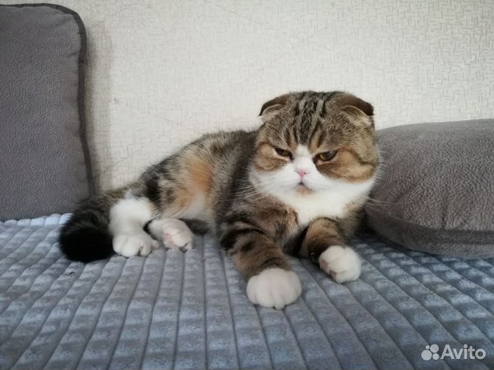 Кошечки редкого окраса