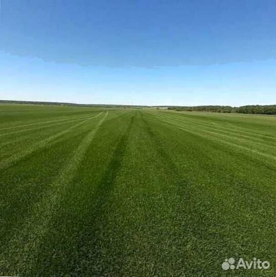 Рулонный газон, посевной газон