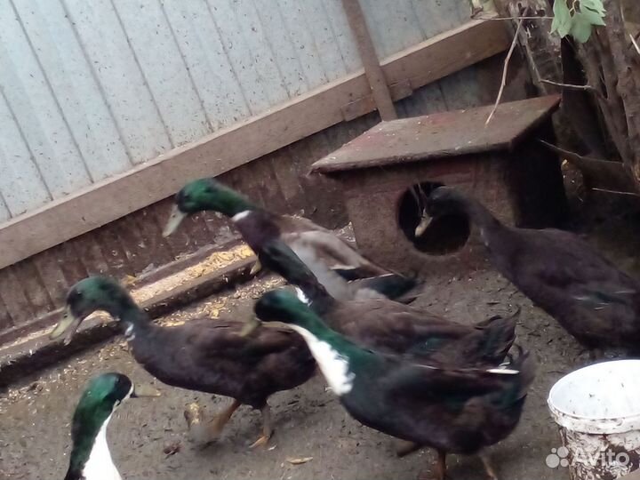 Утки индийский бегунок